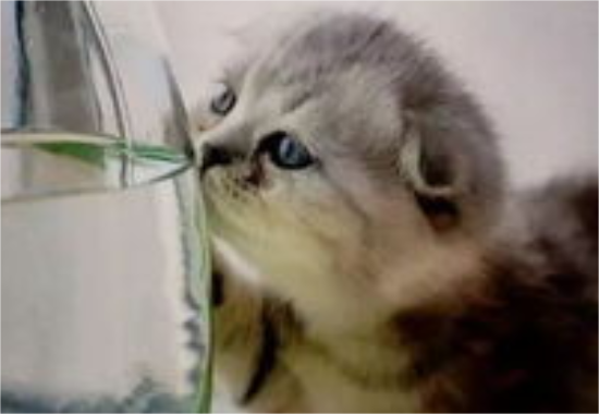 折耳猫的先天遗传性疾病是什么？感兴趣的来看看吧