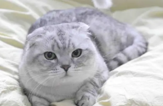 折耳猫一定会发病吗？铲屎官要来看看