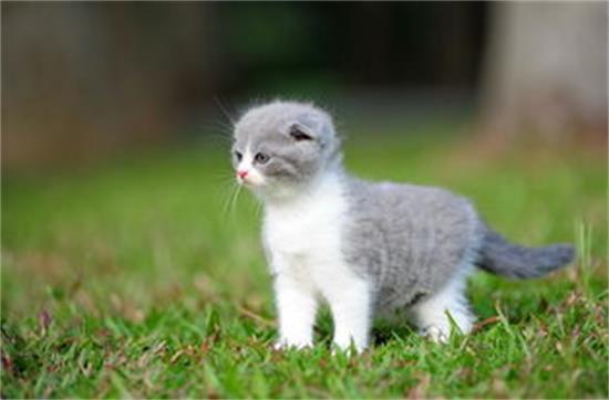 折耳猫发病怎么办？折耳猫常见疾病及预防措施介绍