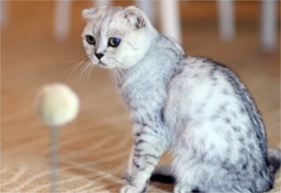 折耳猫呕吐常见原因