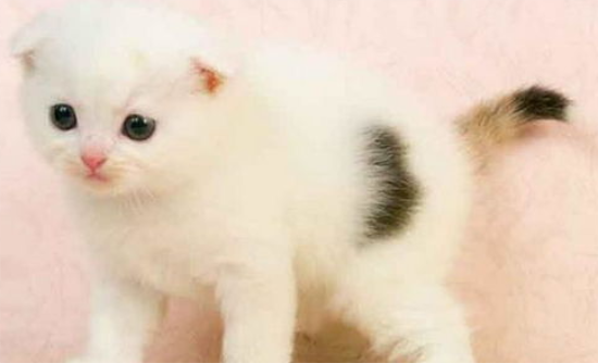 苏格兰折耳猫耳朵直立的原因是什么？