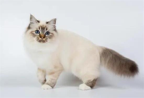 伯曼猫性格如何？各位清楚吗？