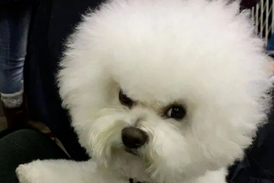 宠物犬的情感世界：如何准确捕捉狗狗的喜怒哀乐？
