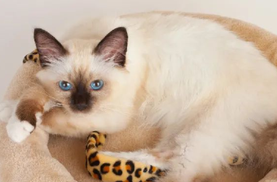 伯曼猫奶水不足怎么办？来这里了解下吧