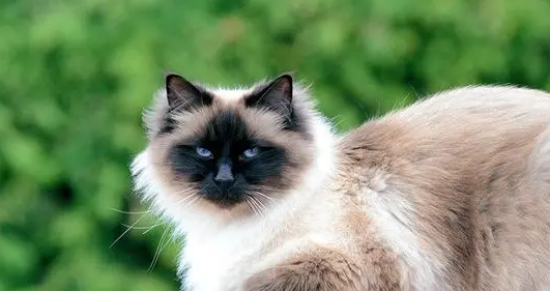 伯曼猫性格怎么样？适合新手饲养吗？