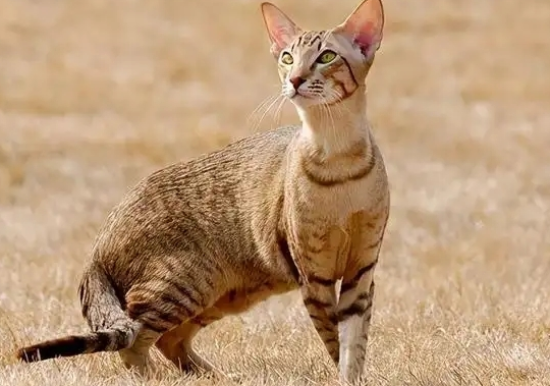 埃及猫怎么训练？有什么技巧吗？