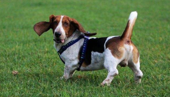 巴吉度犬的体重大约是多少