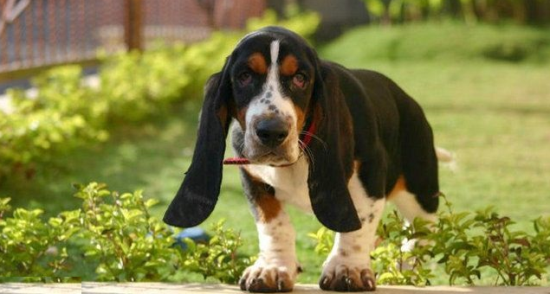 巴吉度犬好养吗