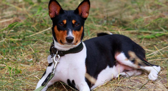 巴仙吉犬的形态特征 一双灵敏的倒三角耳朵