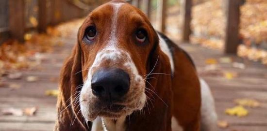 巴吉度犬为什么被禁养？原因如下