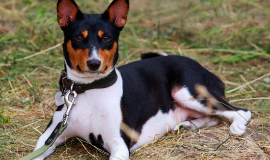 巴仙吉犬的喂食要点