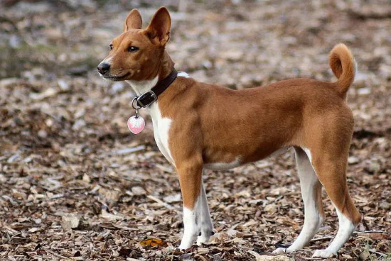 巴仙吉犬为什么禁养，大家知道吗？