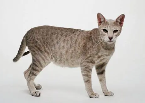 埃及短毛猫，应该如何喂养