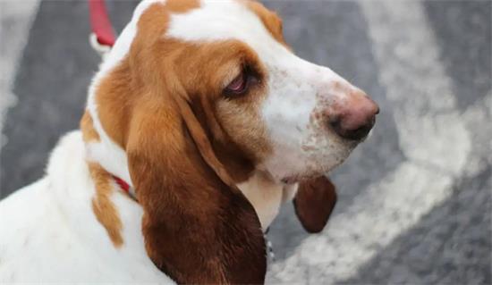 巴吉度犬为什么下眼皮外翻