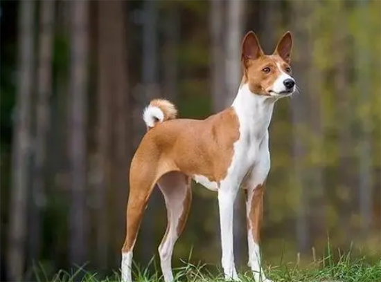 巴仙吉犬性格怎么样？感兴趣的来瞧瞧