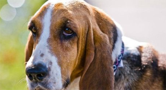 巴吉度饲养 幼犬饲养要当心