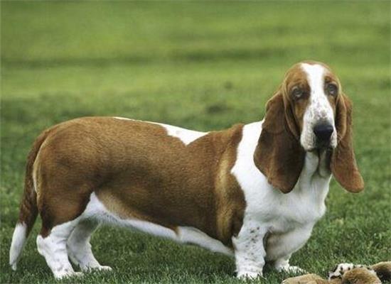 巴吉度犬的用途是什么