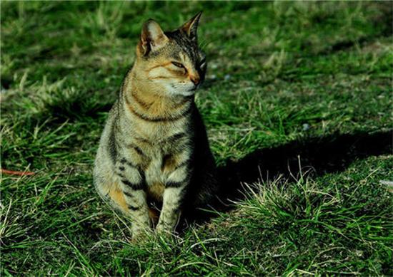 埃及猫应该如何训练