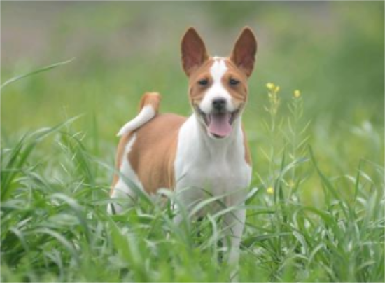 优雅健美的沉默者，你想要的巴仙吉犬详细介绍全在这里！