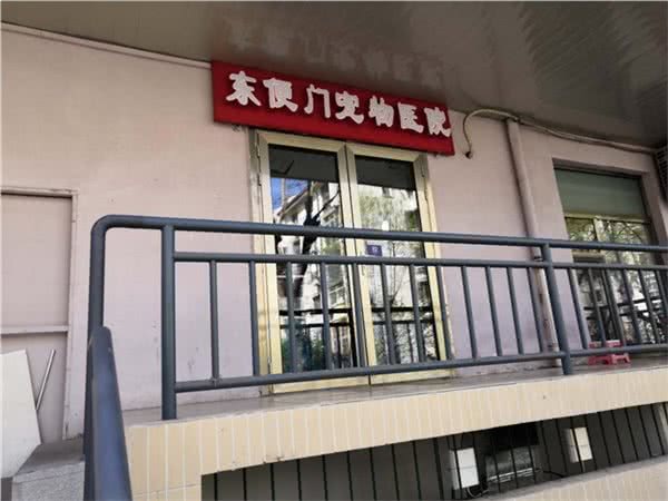 东便门宠物医院东花市北里中区8号楼