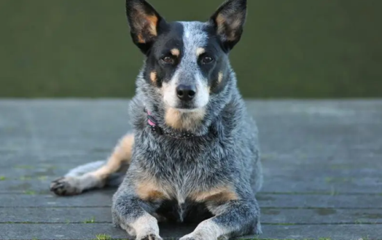 澳洲牧牛犬哪里卖 不适合家庭宠物犬饲养