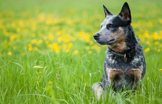 澳大利亚牧牛犬用餐习惯，你得这样帮它养成！