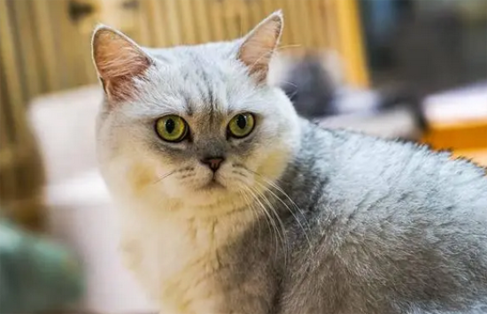 波米拉猫的缺点特点