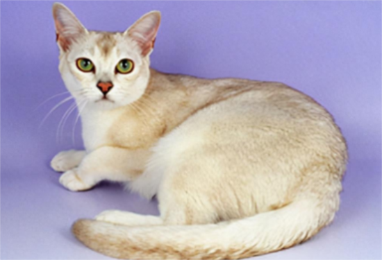 波米拉猫多大可以洗澡 波米拉猫洗澡注意事项