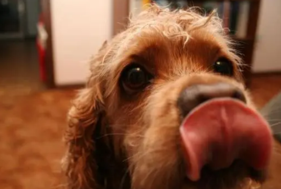 养犬科普——传染性呼吸道疾病犬窝咳