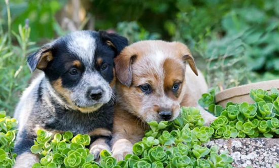 澳大利亚牧牛犬怎么训练才听话