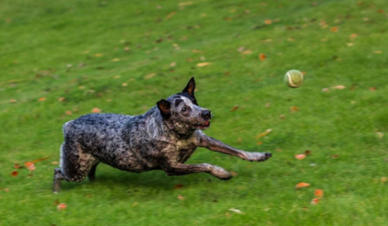 澳大利亚牧牛犬一天吃几顿