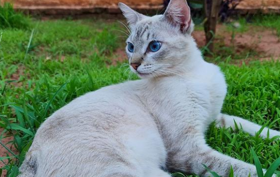 波米拉猫是英短渐层猫吗