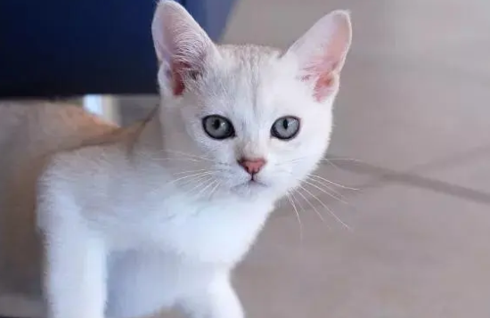 波米拉猫抑郁症有什么症状 抑郁症症状介绍