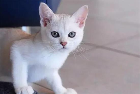 波米拉猫怎么看纯不纯 波米拉猫特征