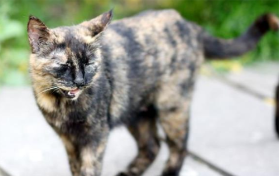 玳瑁猫是招财猫吗？这里有答案！