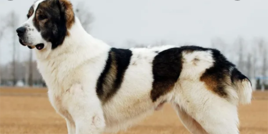 獒犬都很凶？你肯定没见过比利牛斯獒犬