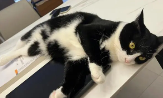 奶牛猫在风水上代表什么