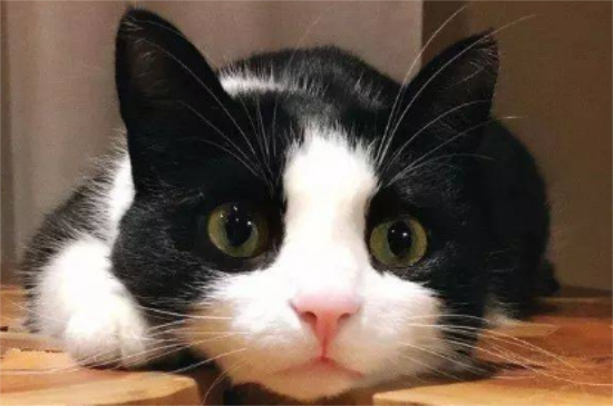 为什么不能养奶牛猫