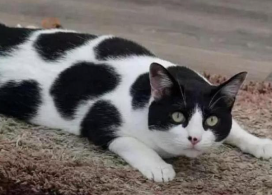 奶牛猫的十种花色