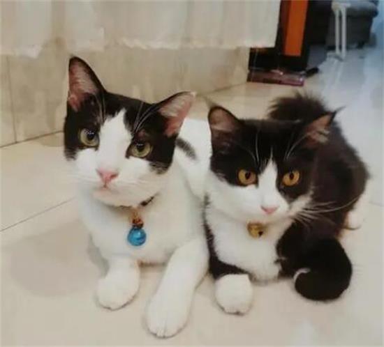 奶牛猫真的很稀有吗