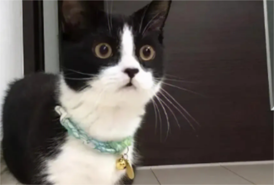 养奶牛猫的六大好处