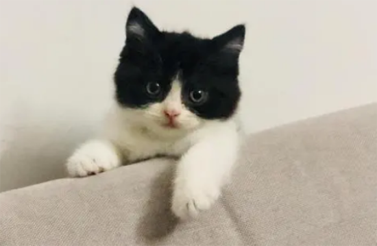 英短奶牛猫是什么品种图片
