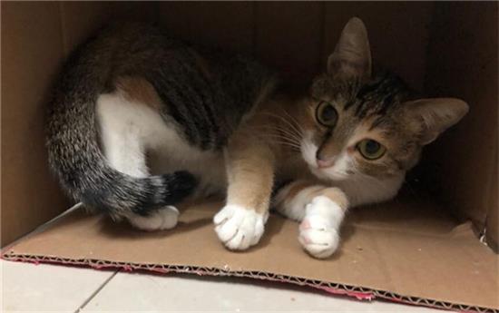 三花猫进家门预示着什么