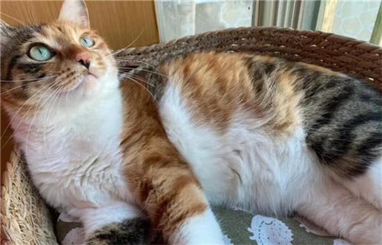 三花猫是公猫还是母猫