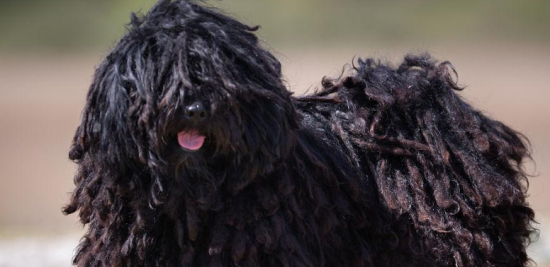 波利犬的特点 特别忠实于主人