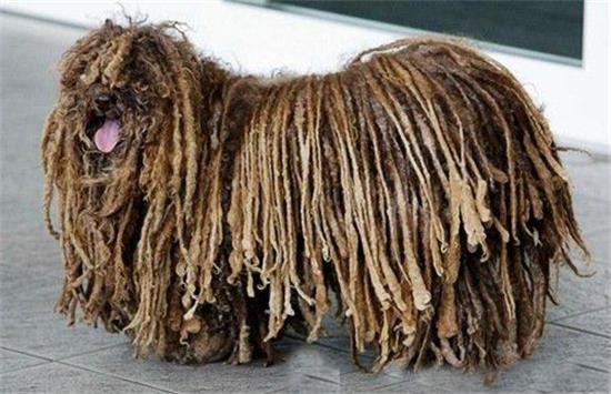 波利犬窝咳吃什么药最好