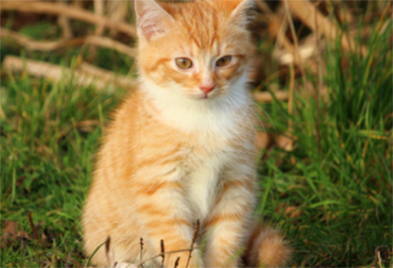 三花猫寓意招财猫是吗