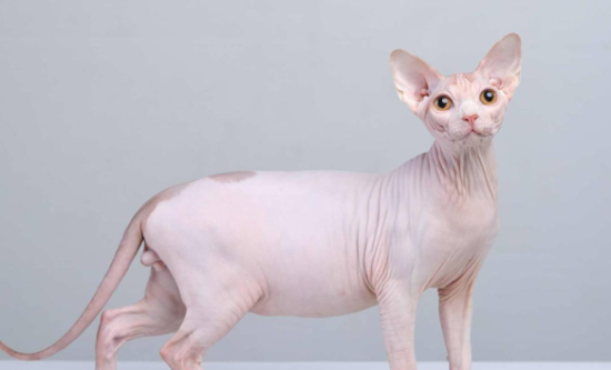 训练加拿大无毛猫不咬人的方法，快来掌握！