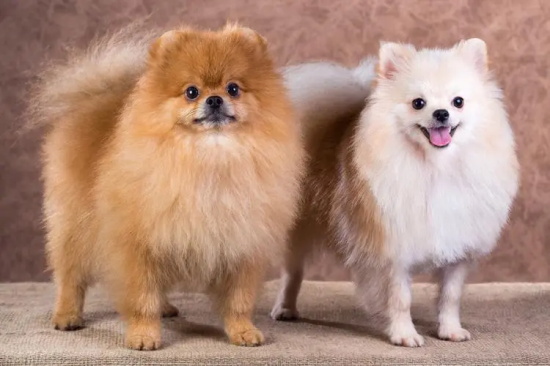 博美犬的优缺点有哪些