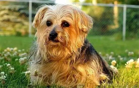 有养犬意向的往这看，可爱的罗福梗来了解一下